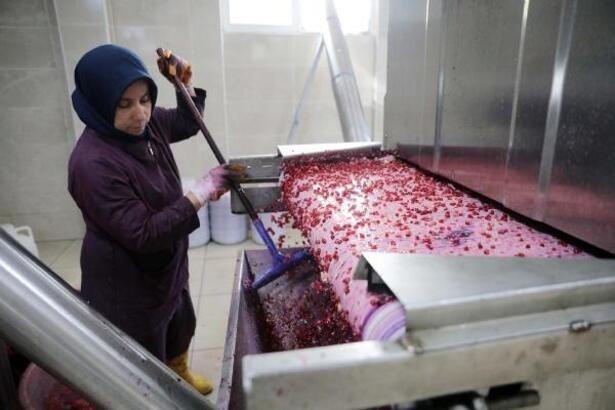 Oğuzeli’nde Yıl’da On Bin Ton Nar Ekşisi Üretiliyor