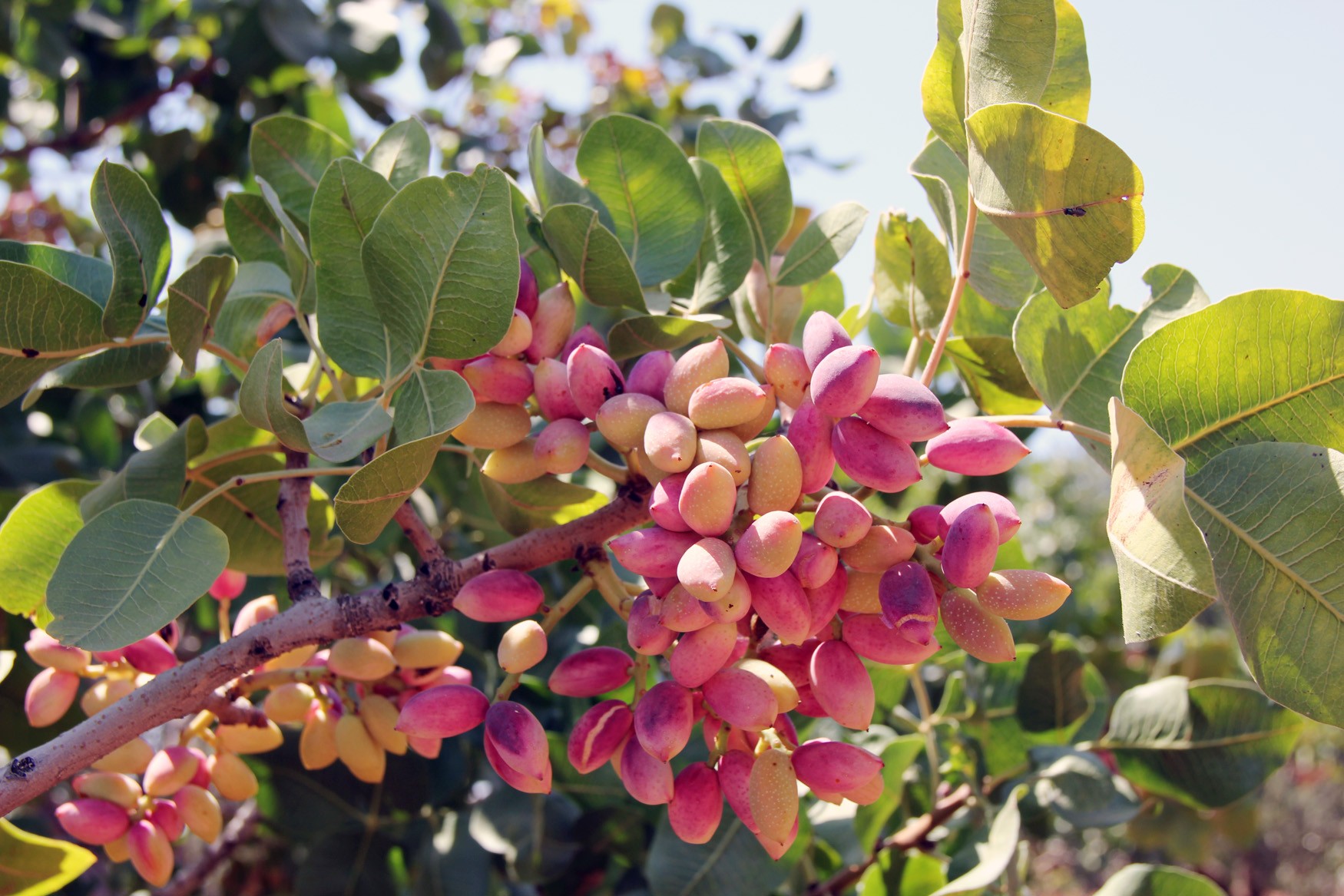 Lisanslı Depo Antep Fıstığına Değer Katıyor