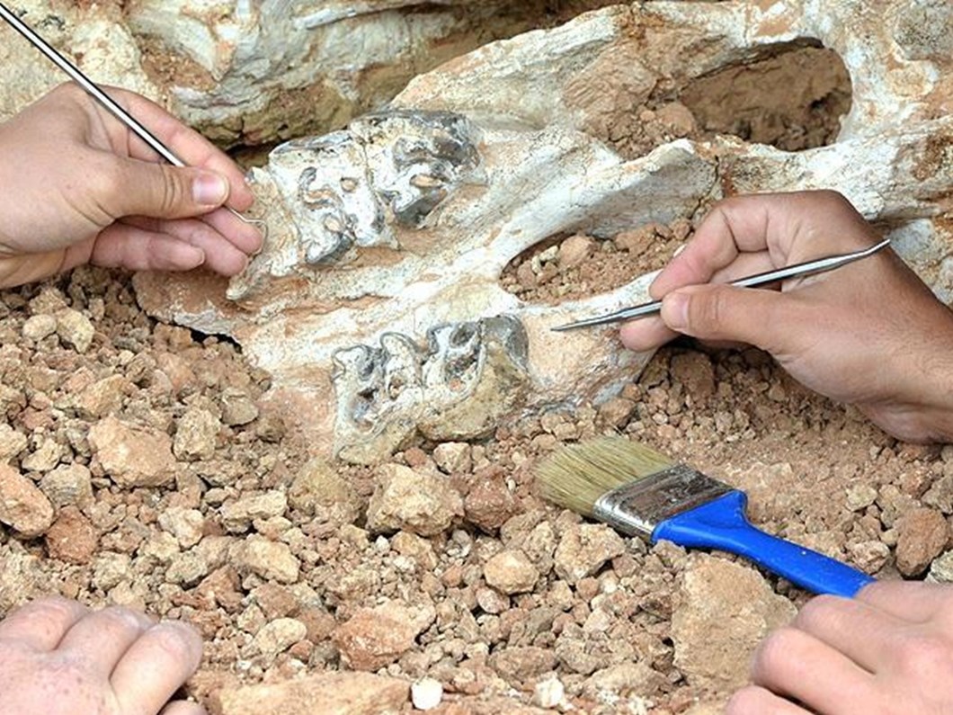 ABD’de asrın Kazısı: “Dinazor Fosili Bulundu”