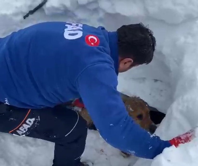 Enkaz Altındaki Köpeği AFAD Ekipleri Kurtardı