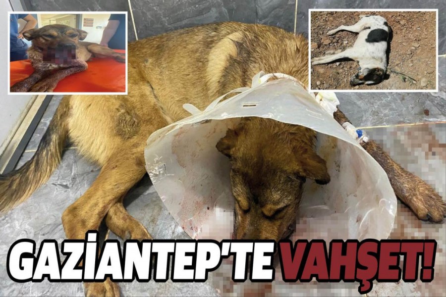 Gaziantep’in İslahiye ilçesinde kimliği belirsiz kişi ya da kişilerce vurulan iki köpekten biri telef olurken, diğeri ise çenesinden ağır yaralandı.