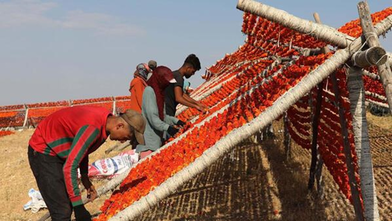 Gaziantep’te “Kurutmalık sezonu açıldı”