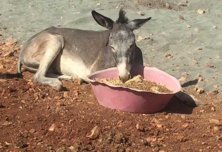 CAHİDE yaraları sarabilmek için seferber oldu