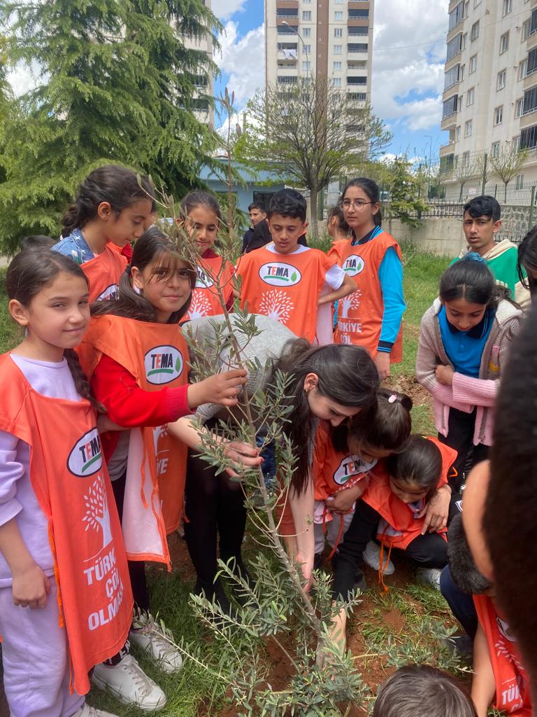 Necibe Nalkıran Ortaokulu TEMA Çalışmasında  Zeytin Fidanlarını Toprakla Buluşturdu
