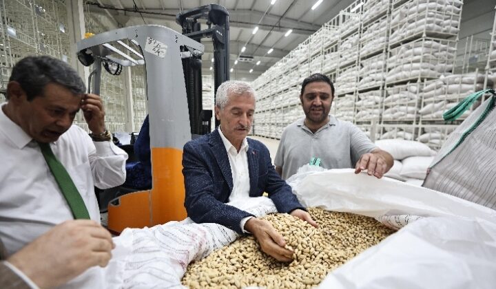 ŞAHİNBEY BELEDİYESİ FISTIK ALIMINA BAŞLADI