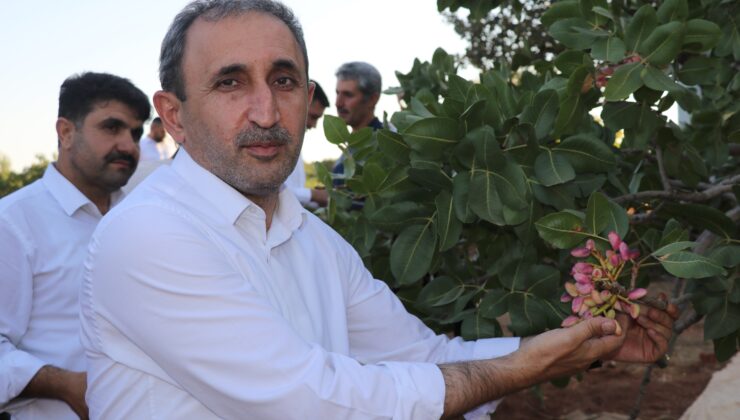 Milletvekili Demir: Fıstık üreticisi yine hayal kırıklığına uğradı