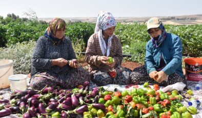ŞAHİNBEY BELEDİYESİ’NİN FİDELERİ KURUTMALIK OLUYOR