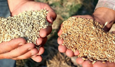 Gaziantep Ticaret Borsası 30 Nisan 2025 Fiyatlarını Açıkladı: Mercimek, Arpa, Mısır ve Buğday Fiyatları