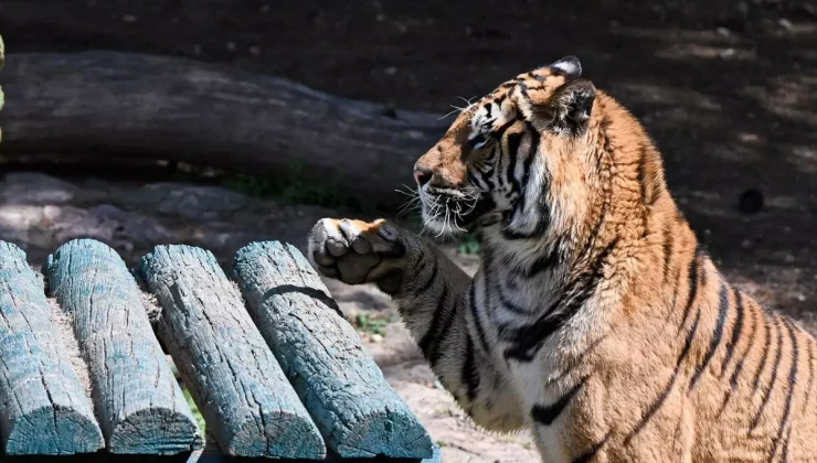 Gaziantep Doğal Yaşam Parkı, 2025’ün ilk dört ayında 2,5 milyon ziyaretçi ağırladı.