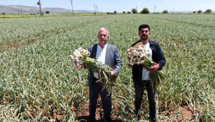 Gaziantep in ‘Beyaz Altını Sarımsak Hasadı Başladı