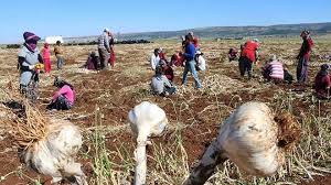 Gaziantep’te Sarımsak Hasadı Başladı