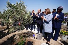 Gaziantep Büyükşehir Belediyesi, Bağdat’a 5 bin zeytin ve incir fidanı hediye etti