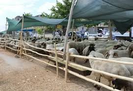 Kurban Bayramı yaklaşırken, Gaziantep’te kurbanlık satışlarının yapılacağı resmi noktalar belirlendi.