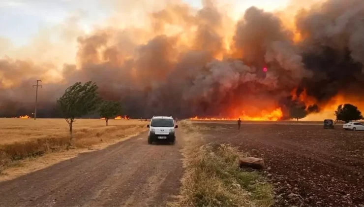 Araban Ovası’nda çıkan yangında 2 bin dönüm ekili alan ve 28 keçi telef oldu.
