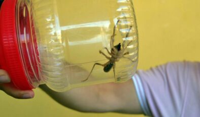 Gaziantep’te Mahalleyi Zehirli Örümcekler Bastı