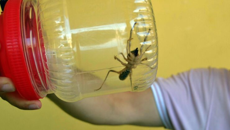 Gaziantep’te Mahalleyi Zehirli Örümcekler Bastı