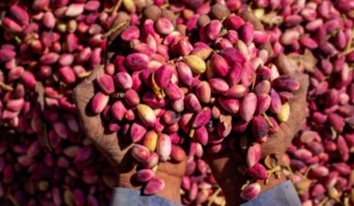 Kuraklık Antep Fıstığını Vurdu: Fiyatlar El Yakıyor