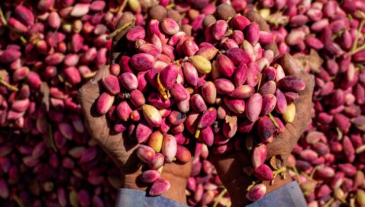 Kuraklık Antep Fıstığını Vurdu: Fiyatlar El Yakıyor