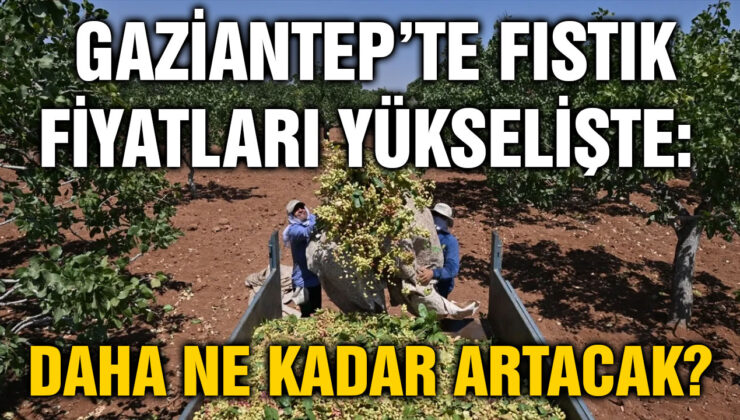 Gaziantep’te Fıstık Fiyatları Yükselişte: Daha Ne Kadar Artacak?