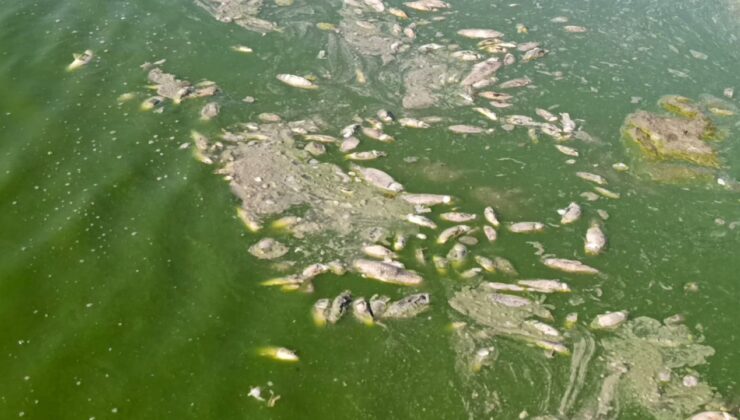 Gaziantep’te barajda su seviyesi düştü, balıklar telef oldu