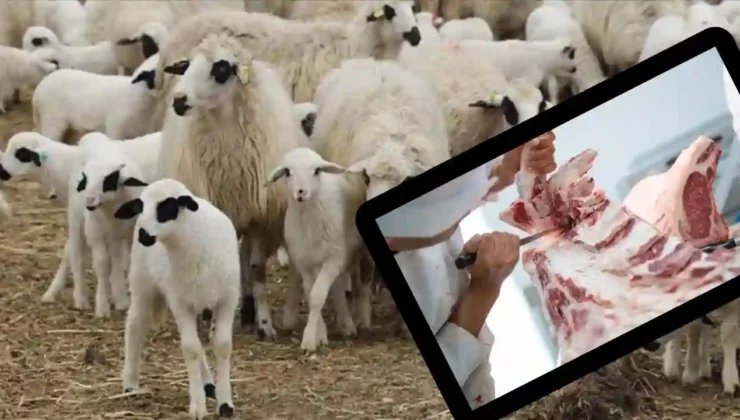 Gaziantep’te Et Fiyatı İsyanı: “Kesim İçin Koyun Yok” İddiası Fiyatı Uçuruyor