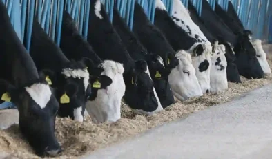 Gaziantep’te Yem Krizi: Çiftçi Zorda, Sofralar Tehlikede