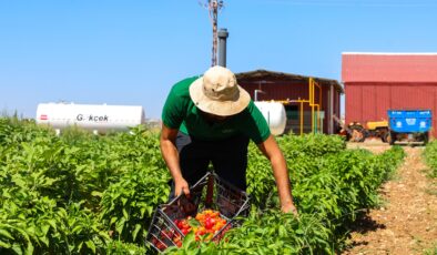 GAZİANTEP BÜYÜKŞEHİR, ATA TOHUMLARINA SAHİP ÇIKIYOR