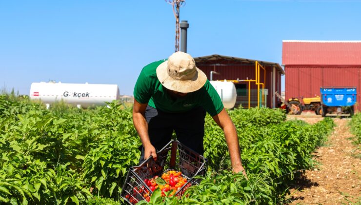 GAZİANTEP BÜYÜKŞEHİR, ATA TOHUMLARINA SAHİP ÇIKIYOR