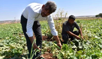 Gaziantep’te Ücretsiz Fidelerle Hasat Dönemi Başladı