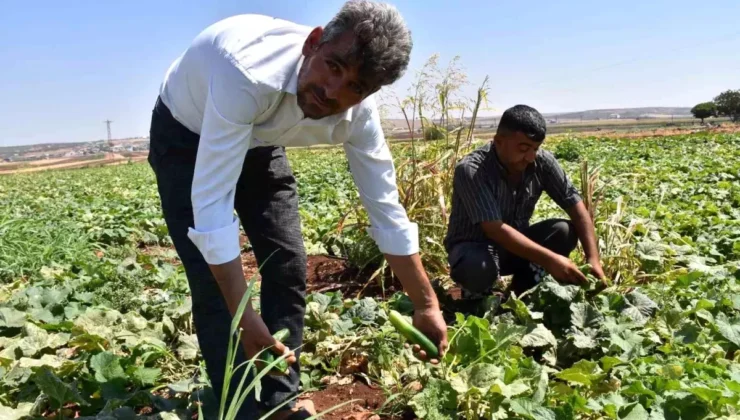 Gaziantep’te Ücretsiz Fidelerle Hasat Dönemi Başladı