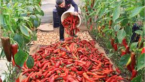 Gaziantep’te 40 Derecede En Acı Hasad Başladı