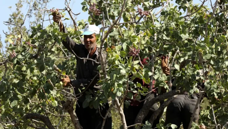 Fıstık Hasadında Rekoltede Büyük Düşüş