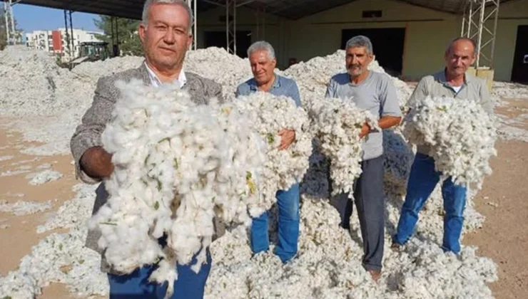 Gaziantep’in Araban ilçesinde, üreticiler 2025 yılı makinalı pamuk hasadına düşük fiyat nedeniyle buruk başladı.