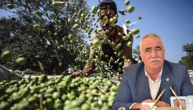 Gaziantep’te Zeytinyağına da Zam Kapıda! Tenekesi 6 Bin Lirayı Geçecek