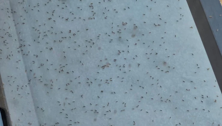 Son aylarda Gaziantep’te popülasyonu hızlı şekilde artan üvez böceği kenti adeta istila etti.