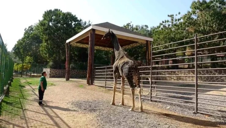 Gaziantep Doğal Yaşam Parkı’nın maskotu zürafa öldü