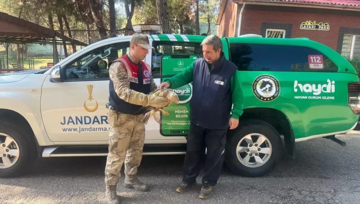 Gaziantep’te yaralı kartalın yardımına jandarma yetişti