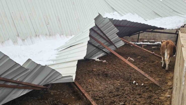 Gaziantep’te Kar Felaketi: Ahırın Çatısı Çöktü, Hayvanlar Son Anda Kurtarıldı