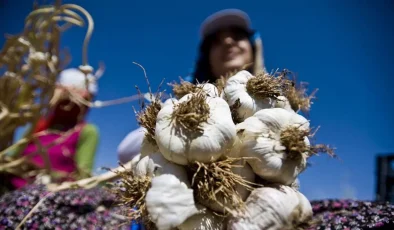 Araban sarımsağı dünya vitrininde