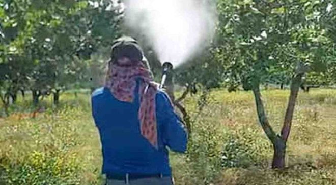 Gaziantep’te Antepfıstığı Üreticileri Hastalık ve Zararlılara Karşı Mücadele Başlattı