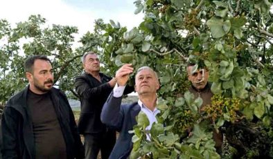 Gaziantep’te, dolu yağışlarının ardından fıstık bahçelerinde zarar tespit ediliyor