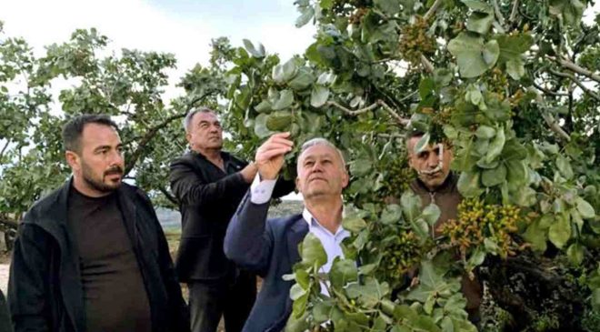 Gaziantep’te, dolu yağışlarının ardından fıstık bahçelerinde zarar tespit ediliyor