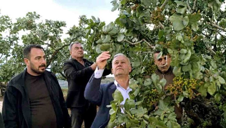 Gaziantep’te, dolu yağışlarının ardından fıstık bahçelerinde zarar tespit ediliyor