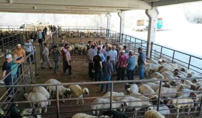 Gaziantep’te kurban pazarında fiyat depremi! 350 TL’den 380 TL’ye Yükseldi