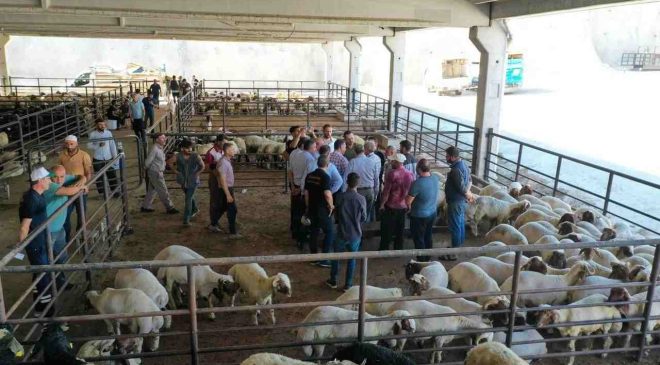 Gaziantep’te kurban pazarında fiyat depremi! 350 TL’den 380 TL’ye Yükseldi