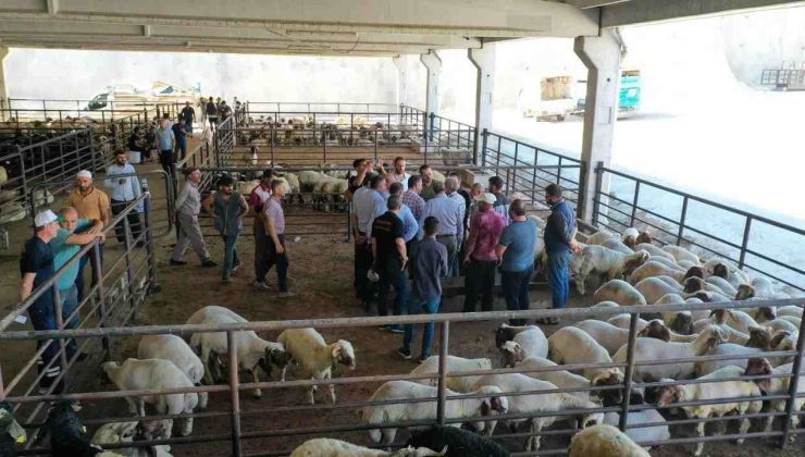 Gaziantep’te kurban pazarında fiyat depremi! 350 TL’den 380 TL’ye Yükseldi