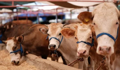 Gaziantep’te kurbanlık kesim ve satış alanları belli oldu