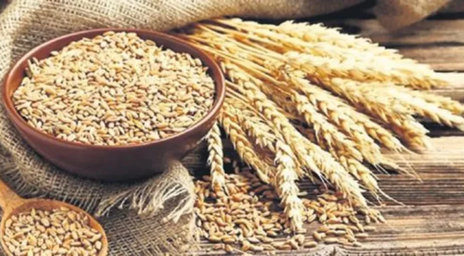 Gaziantep’te Buğday ve Arpa’nın alım ve satış fiyatlarını açıkladı
