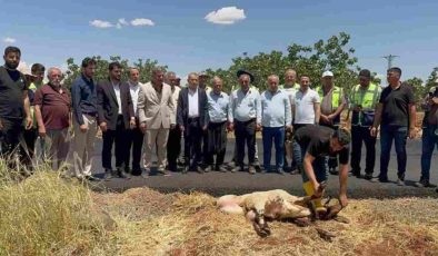 Gaziantep’te tahrip olan yollar asfaltlandı, vatandaşlar adak kurbanı kesti