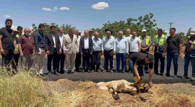 Gaziantep’te tahrip olan yollar asfaltlandı, vatandaşlar adak kurbanı kesti